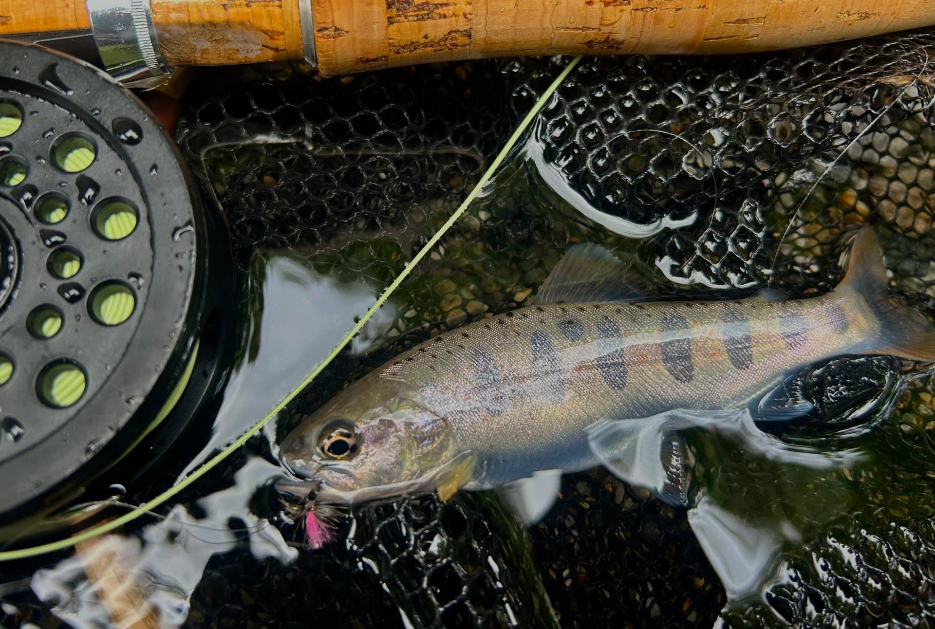 アマゴ(岐阜県)の釣果写真