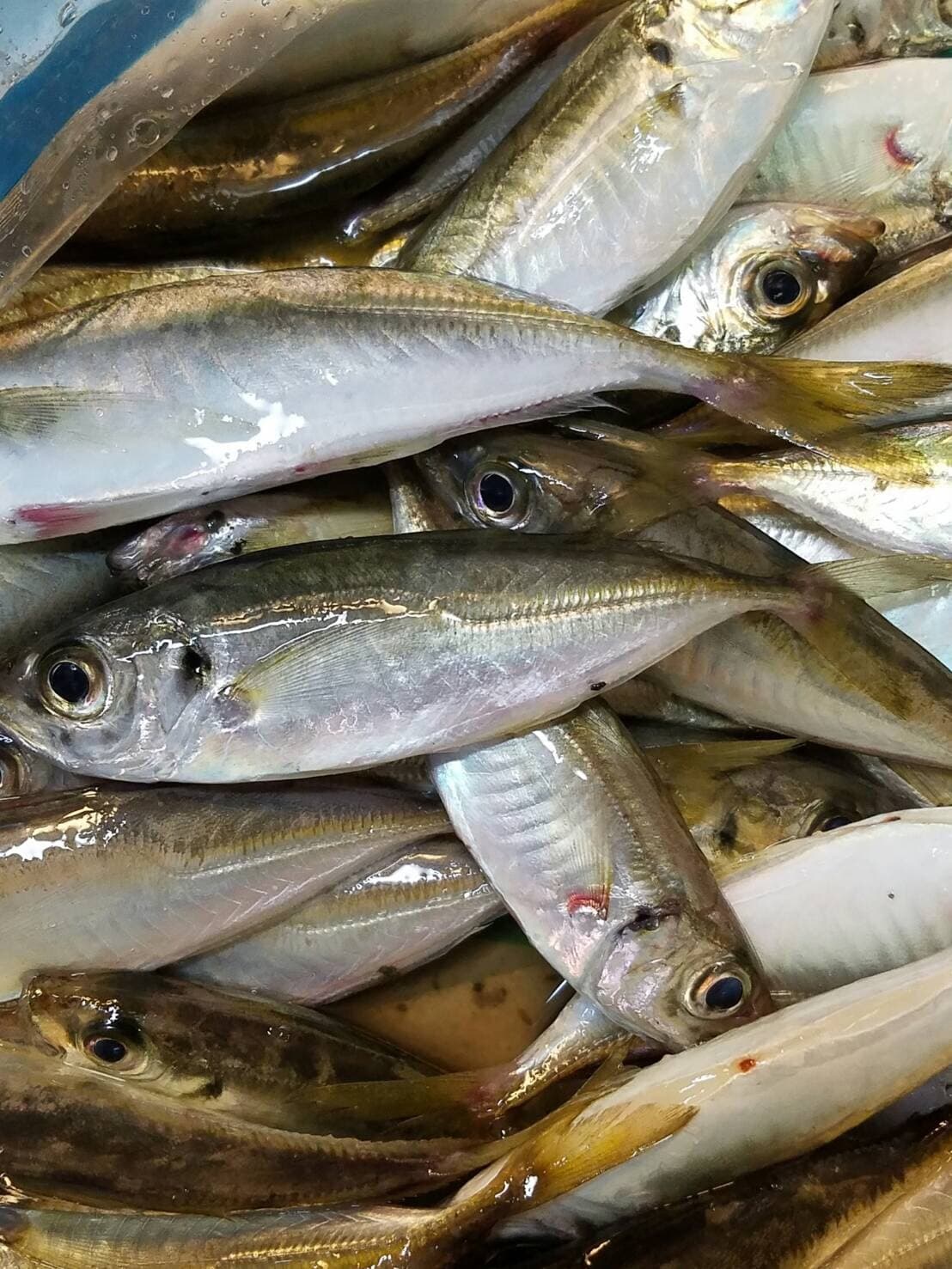アジ(愛知県)の釣果写真